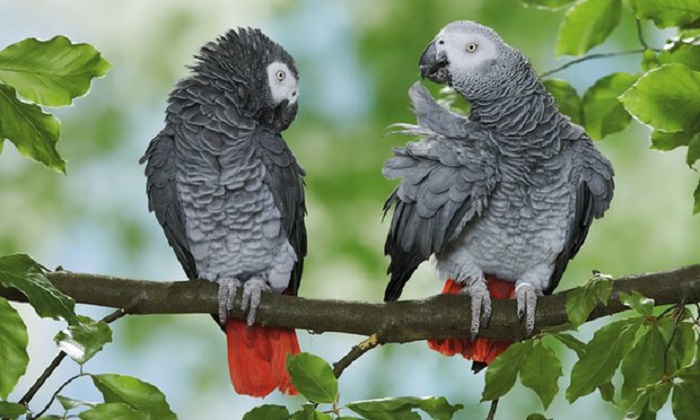 African grey parrot has global summit to thank for protected status 
